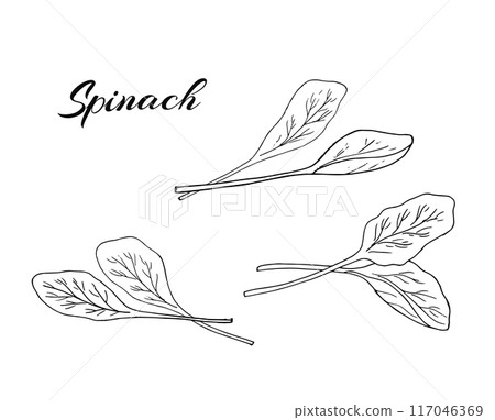 A hand-drawn set of spinach. Fresh spinach leaves for salad. Botanical illustration for cooking Isolated on white. 117046369