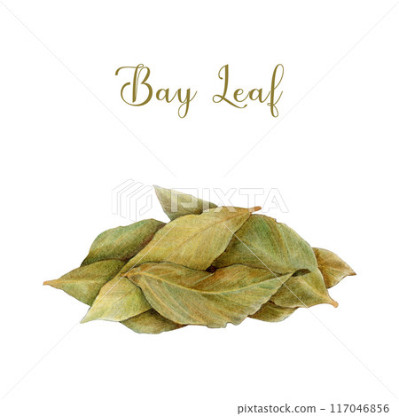 Bay leaf pile painted illustration. Hand drawn dry bay leaf natural spice condiment for cooking and seasoning isolated on white background 117046856