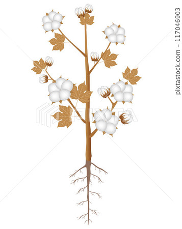A ripe cotton plant with roots on a white background. A ripe cotton plant with roots on a white background. 117046903