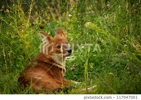 Asiatic Wild Dog Indian Wild Dog or Red Dog 117047001