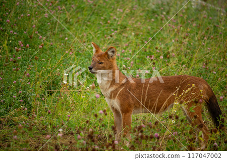 Dhole (Cuon alpinus) also known as the Asiatic Wild Dog 117047002