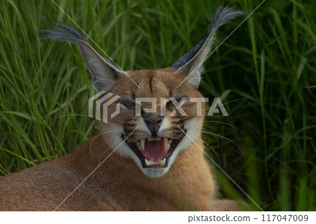Handsome caracal wild cat or African lynx 117047009