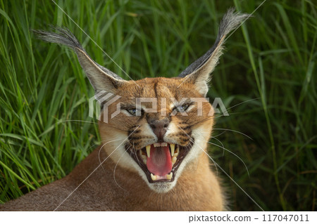 Handsome caracal wild cat or African lynx 117047011