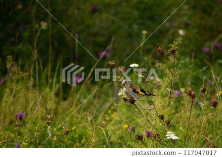 European goldfinch, feeding on the seeds. 117047017