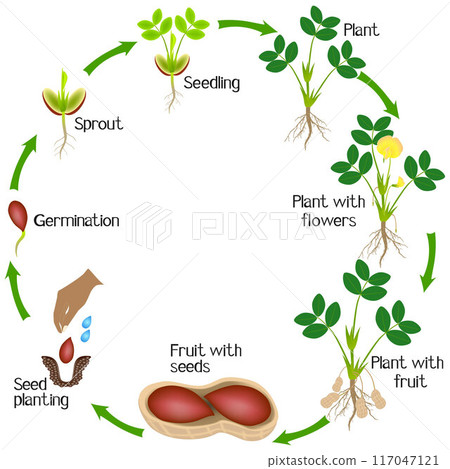 Cycle of a peanut plant growth isolated on white background. Cycle of a peanut plant growth isolated on white background. 117047121