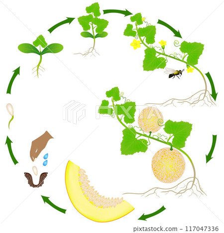 Life cycle of a yellow melon plant on a white background. Life cycle of a yellow melon plant on a white background. 117047336