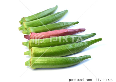 秋葵（圓秋葵） 117047380