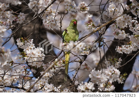 Parrot on Cherry Blossoms 117047923