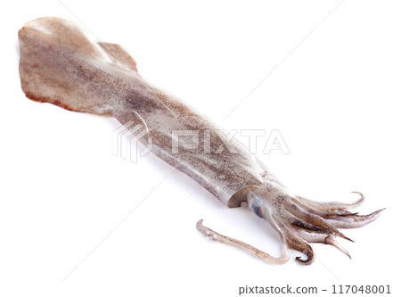 Fresh calamari on a white background Fresh calamari on a white background 117048001