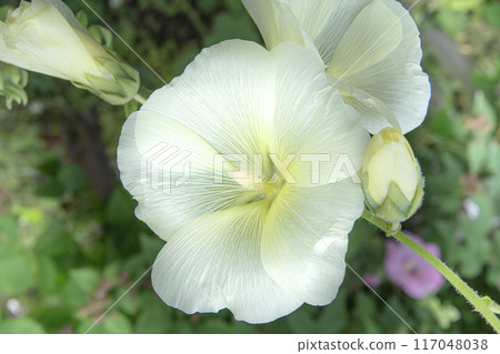 盛夏盛開的蜀葵 盛夏盛開的蜀葵 117048038