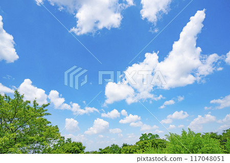 夏天的雲和樹 117048051