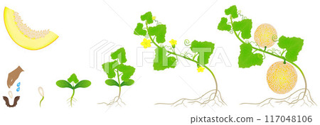 Cycle of growth of a plant of a yellow melon isolated on a white background. Cycle of growth of a plant of a yellow melon isolated on a white background. 117048106