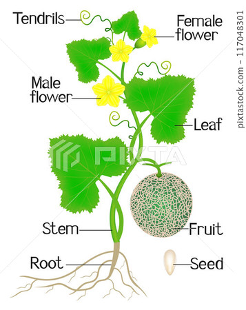 Part of cantaloupe melon plant on a white background. 117048301