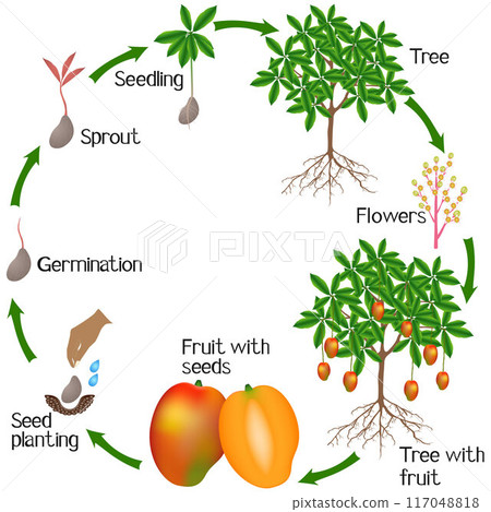 Cycle of a mango plant growth isolated on white background. Cycle of a mango plant growth isolated on white background. 117048818