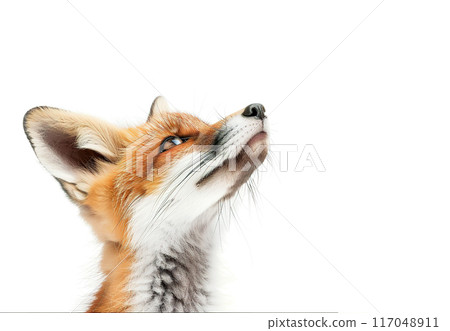 Alert red fox kit sits attentive with ears perked on white background. Wildlife Animals. 117048911