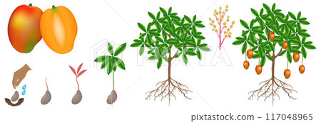 A growth cycle of a mango plant is isolated on a white background. A growth cycle of a mango plant is isolated on a white background. 117048965