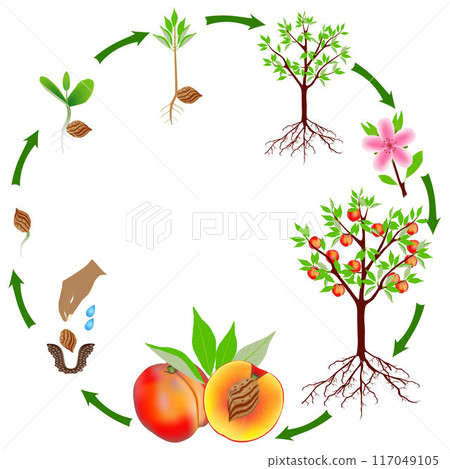 Life cycle of a peach plant on a white background. 117049105