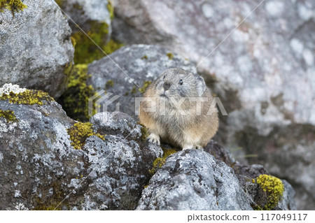 Pika in autumn Pika in autumn 117049117