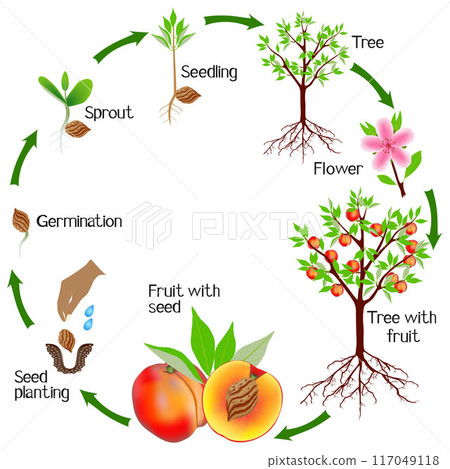 Cycle of a peach plant growth isolated on white background. Cycle of a peach plant growth isolated on white background. 117049118