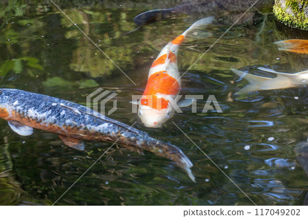 Nishikigoi Nishikigoi 117049202