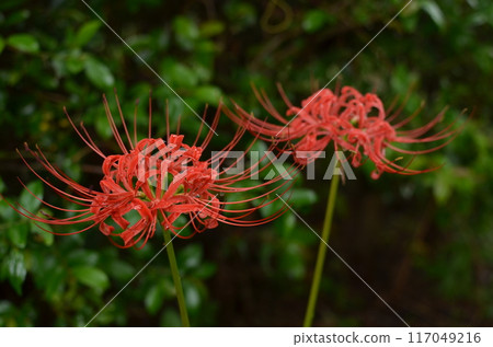 Cluster amaryllis Cluster amaryllis 117049216
