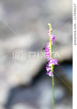 螺絲蕨花 螺絲蕨花 117049227