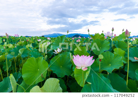藤原京遺址的荷花田，稍微過了山頂，背景中就是高聳的大和三山根葉山。 117049252