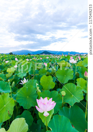 藤原京遺址的荷花田，稍微過了山頂，背景中就是高聳的大和三山根葉山。 117049253