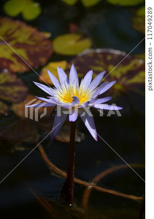 Purple water lily Purple water lily 117049289