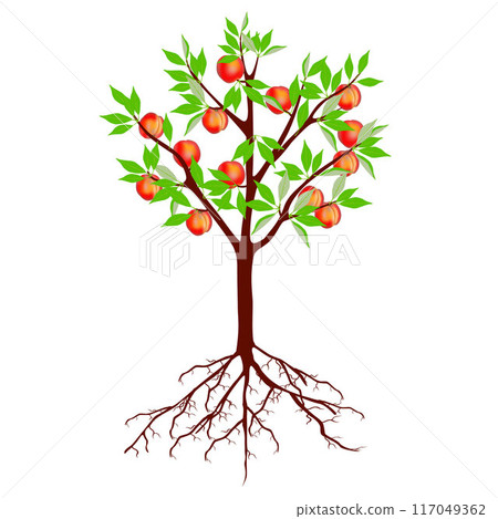 Tree with peaches and roots on a white background. Tree with peaches and roots on a white background. 117049362
