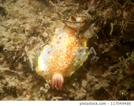 Sarasaumi 蛞蝓圖案 Sarasaumi 蛞蝓圖案 117049486