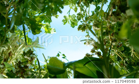 unique perspective - a view of a flowerbed of fresh herbs from below, macro shot unique perspective - a view of a flowerbed of fresh herbs from below, macro shot 117049598