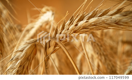 Golden spikelets of barley field , macro shot , blue sky background Golden spikelets of barley field , macro shot , blue sky background 117049599