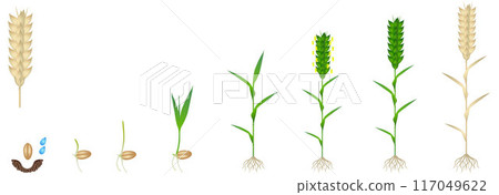 Cycle of growth of a wheat plant on a white background. Cycle of growth of a wheat plant on a white background. 117049622