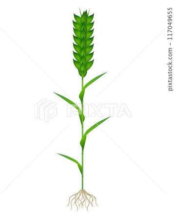 Plant of green wheat with roots isolated on white background. Plant of green wheat with roots isolated on white background. 117049655
