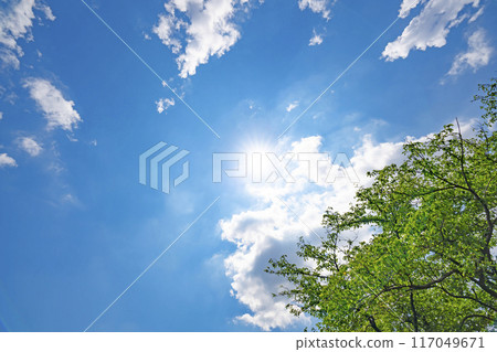 Summer clouds, trees and sun Summer clouds, trees and sun 117049671