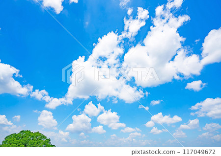 Summer clouds and trees Summer clouds and trees 117049672