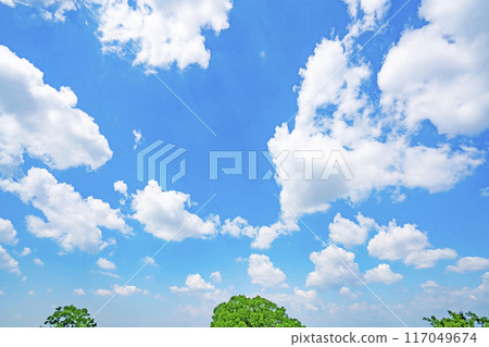 夏天的雲和樹 117049674