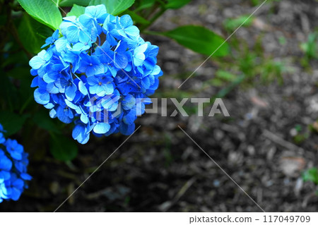 藍色繡球花 藍色繡球花 117049709