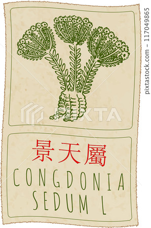 Vector drawing CONGDONIA in Chinese. Hand drawn illustration. Latin name is SEDUM L Vector drawing CONGDONIA in Chinese. Hand drawn illustration. Latin name is SEDUM L 117049865