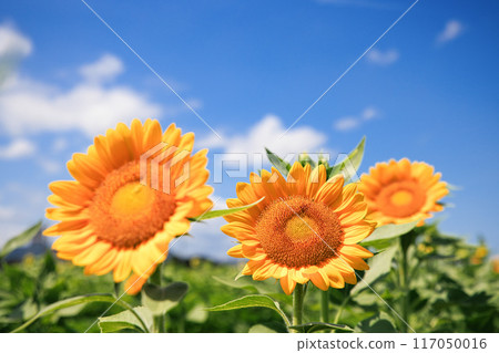 向日葵和藍天 向日葵和藍天 117050016