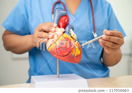 Cardiovascular disease CVD, Asian doctor holding human anatomy model for learn and treat heart disease. 117050063