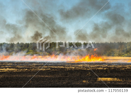 Wildfire on wheat field stubble after harvesting near forest. Burning dry grass meadow due arid climate change hot weather and evironmental pollution. Soil enrichment with natural ash fertilizer Wildfire on wheat field stubble after harvesting near forest. Burning dry grass meadow due arid climate change hot weather and evironmental pollution. Soil enrichment with natural ash fertilizer 117050139