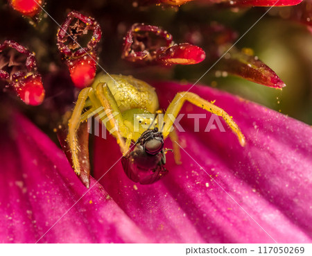 Green Grass Crab Spider on echinacea flower with killed fly Green Grass Crab Spider on echinacea flower with killed fly 117050269