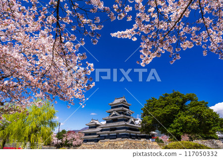 Matsumoto castle in spring season, Nagano, Japan 117050332