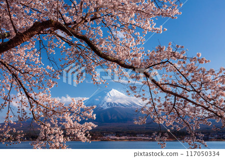 Mt. Fuji and Cherry Blossom at lake Kawaguchiko, Japan Mt. Fuji and Cherry Blossom at lake Kawaguchiko, Japan 117050334