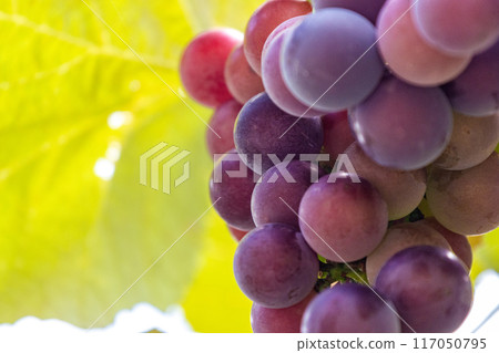 Grapes bathed in sunlight Grapes bathed in sunlight 117050795