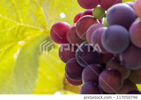 The grape clusters are ripe The grape clusters are ripe 117050796