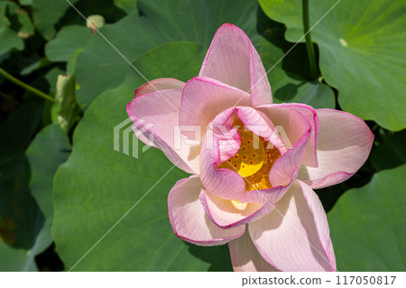 Flowered lotus flower 117050817
