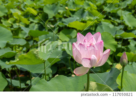 風景與蓮花 117050821